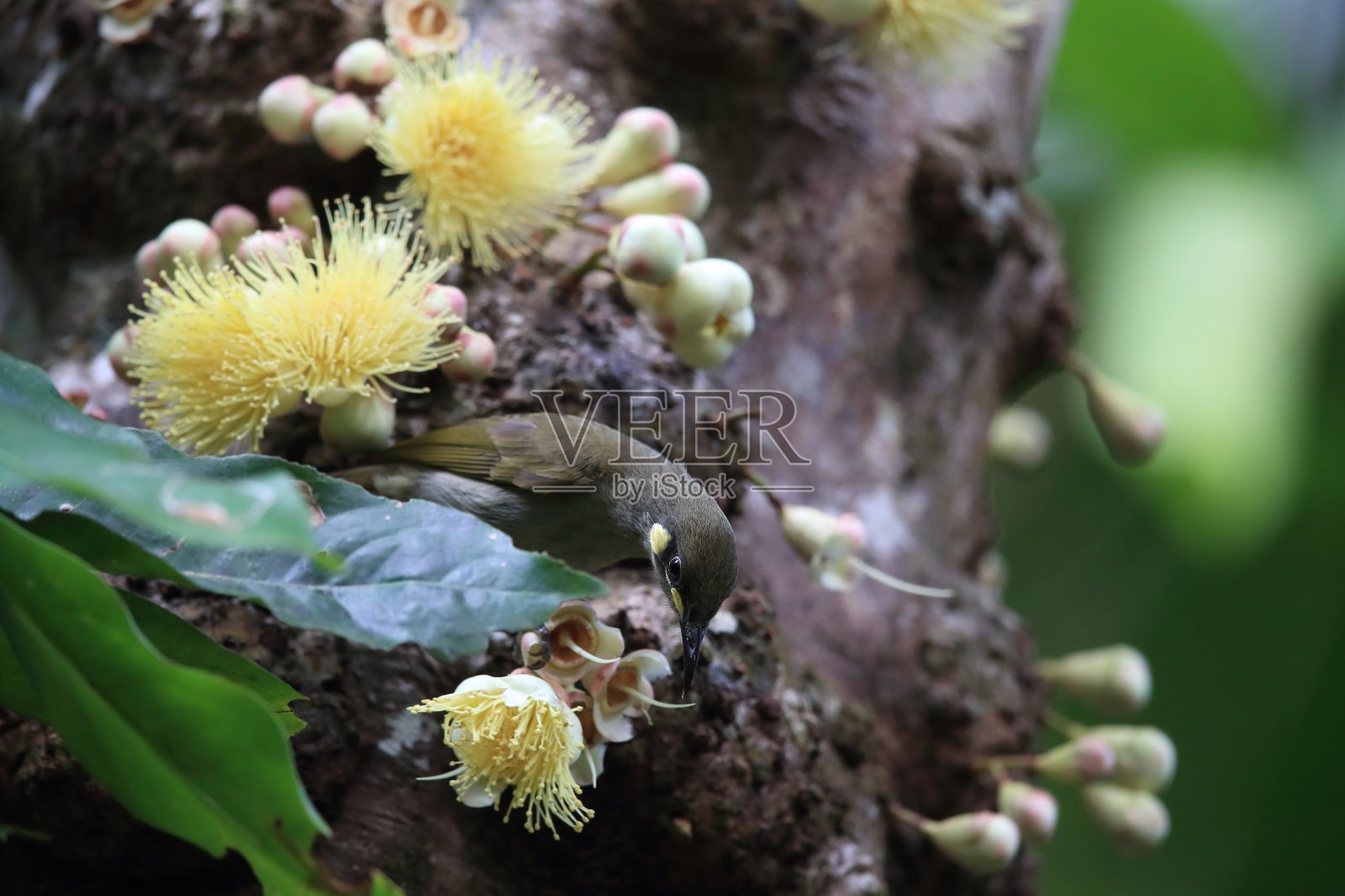 产于澳大利亚昆士兰丹树雨林的黄斑蜜蜂(食蜜蜂)照片摄影图片