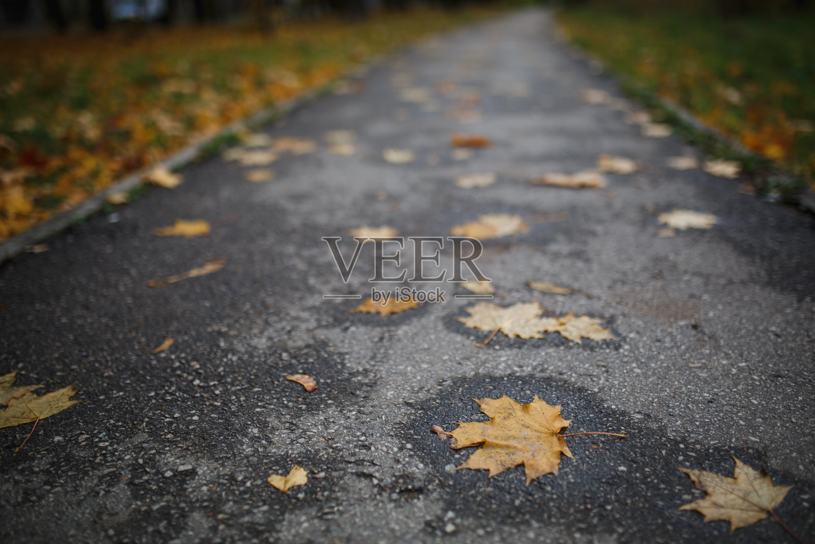 在秋天，柏油路在黄树之间一直延伸到远方。照片摄影图片