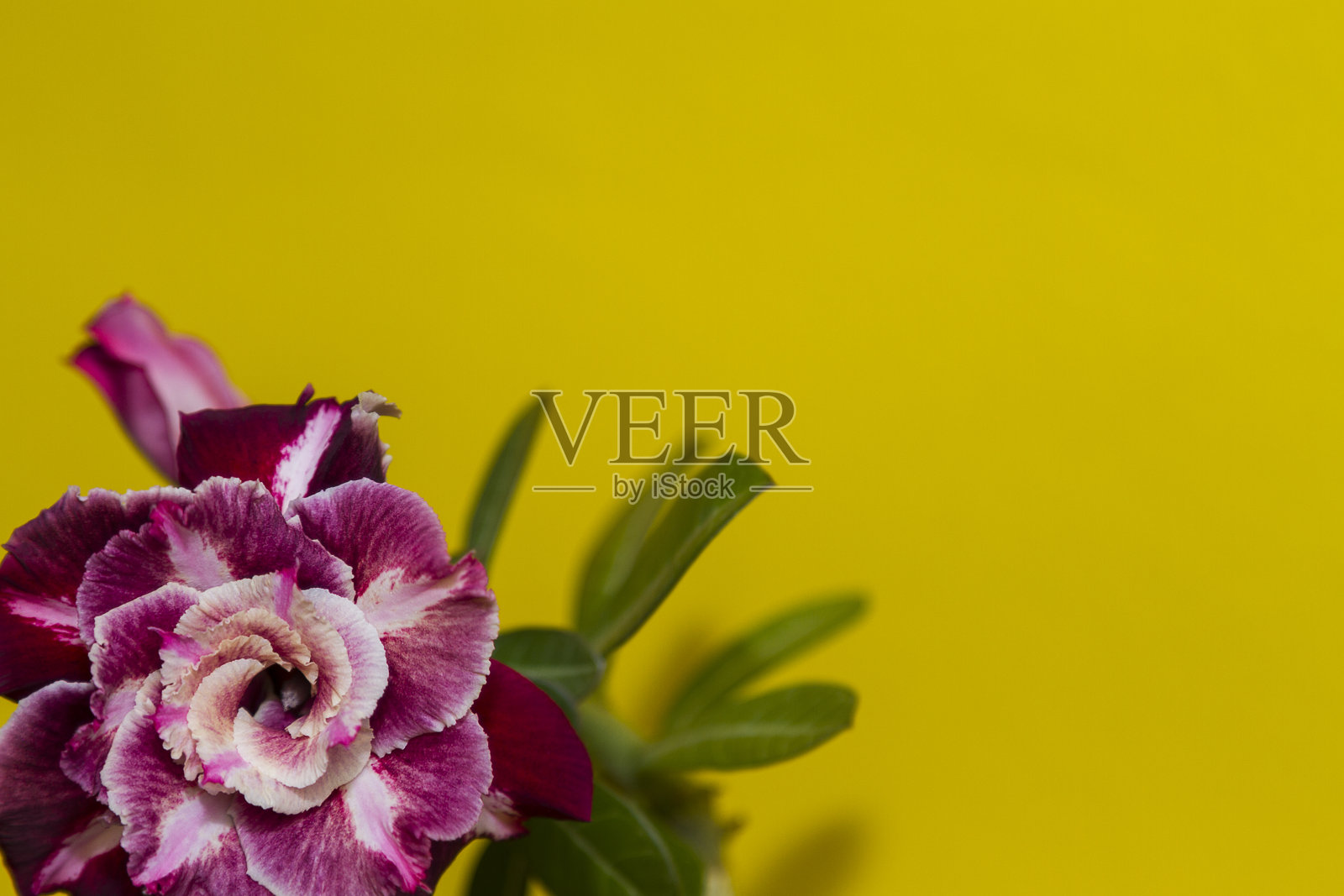 美丽的花玫瑰或adenium在黄色背景与复制空间。贺卡的有用概念照片摄影图片