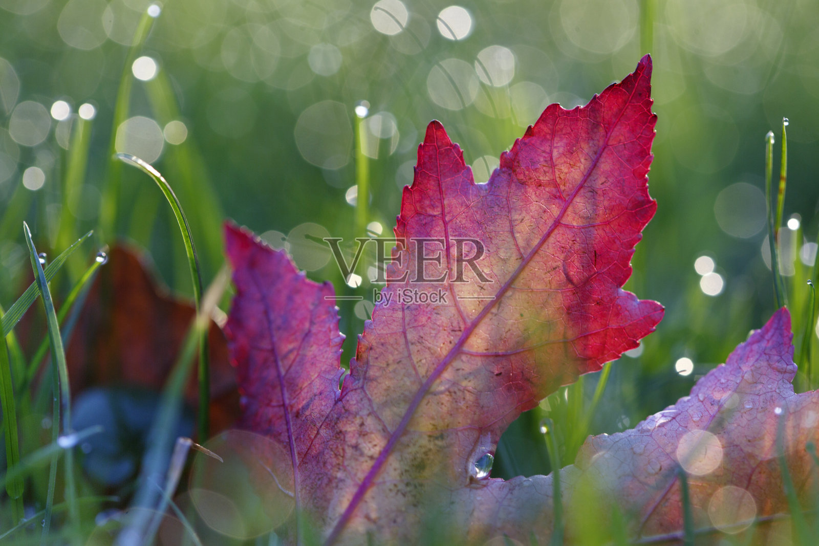 秋天红色的叶子照片摄影图片
