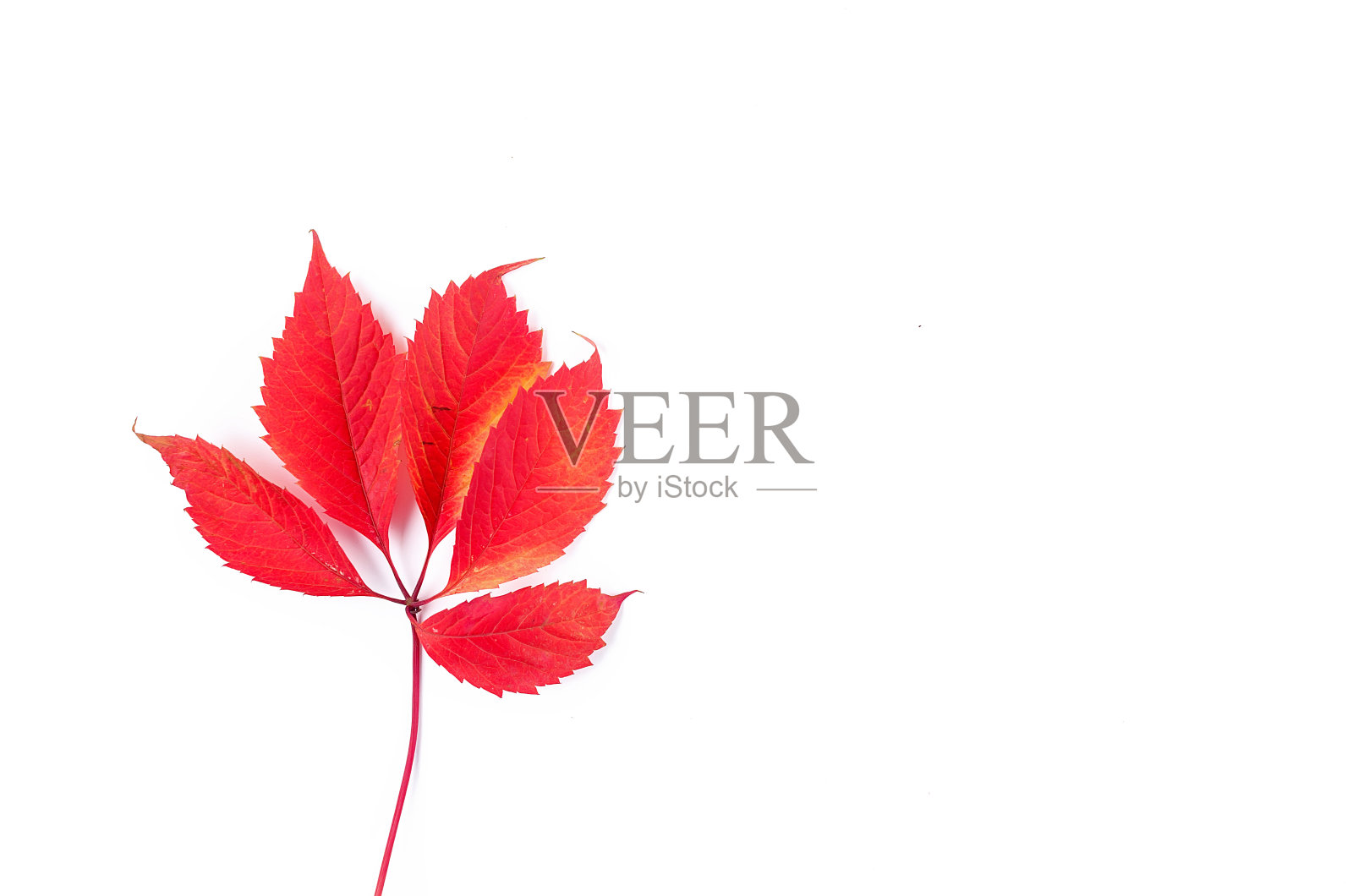 红色的落叶在白色的背景上。秋天的成分。感恩节或秋，概念。平铺，俯视图，拷贝空间照片摄影图片