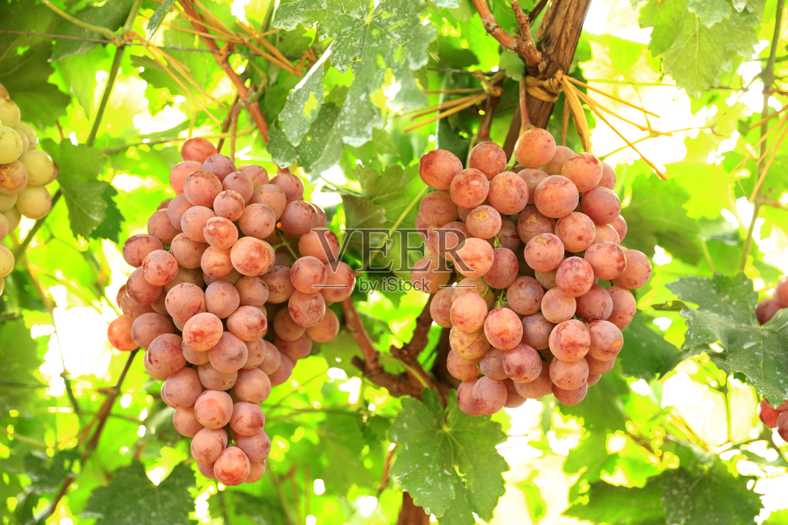 葡萄园在秋日日落收获。照片摄影图片