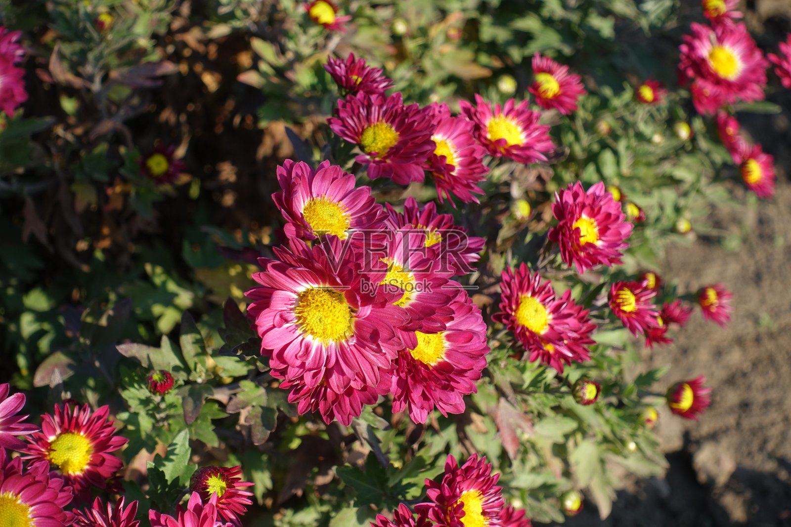 近距离拍摄的深粉红色和黄色的菊花照片摄影图片