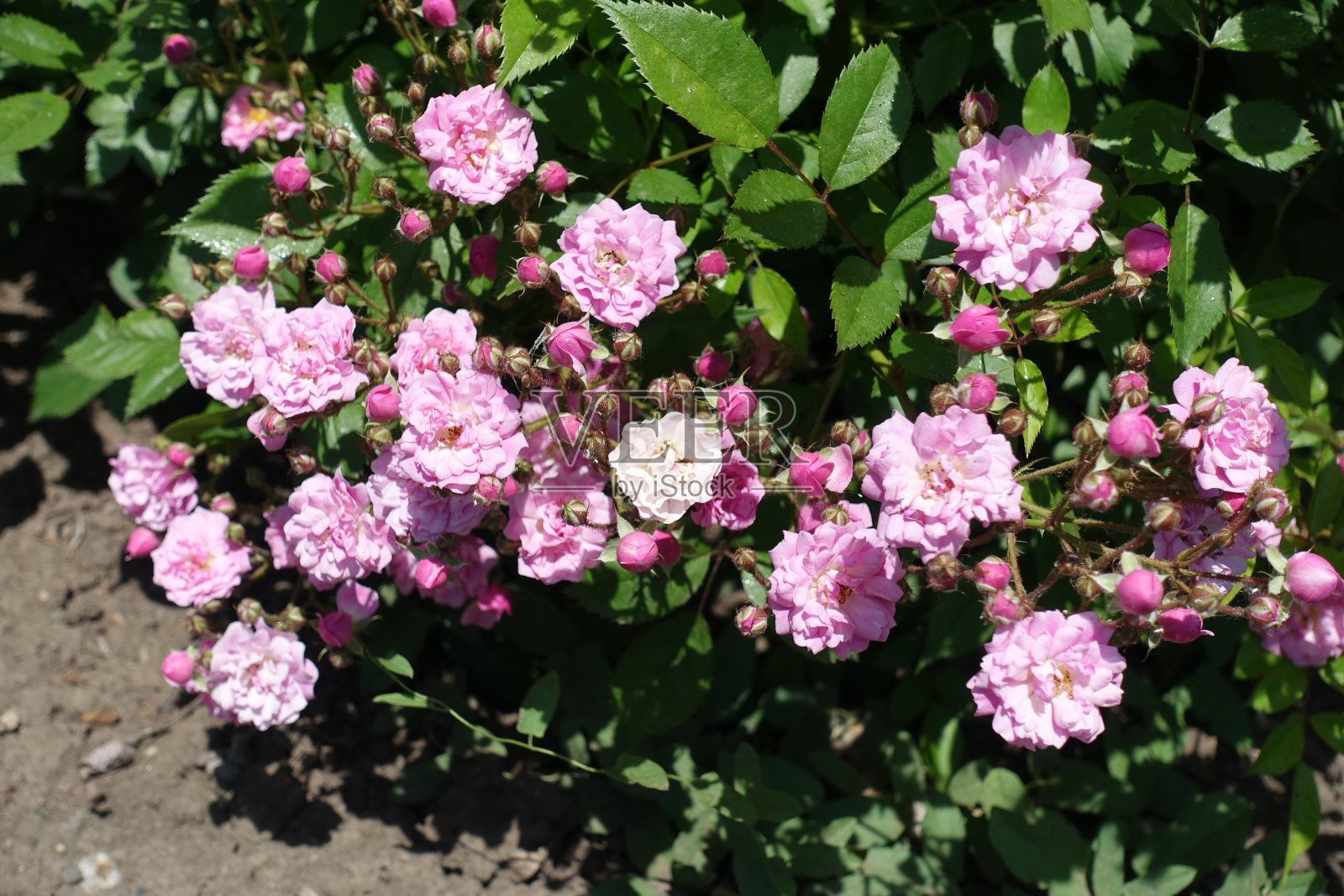 大量的粉色花朵和玫瑰花蕾照片摄影图片