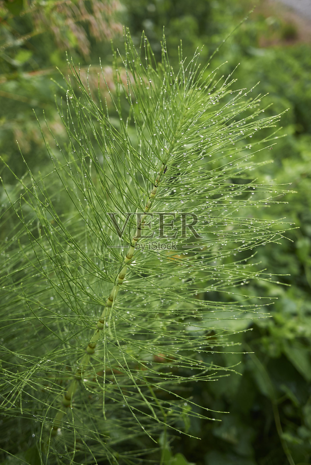 木贼照片摄影图片