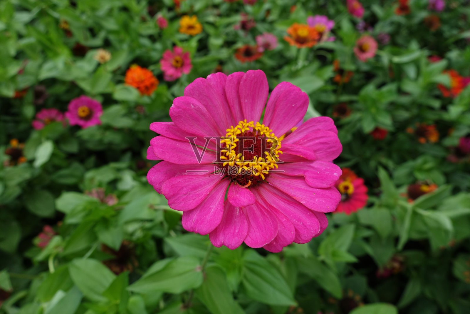 八月百日草的淡紫色深红色花头照片摄影图片