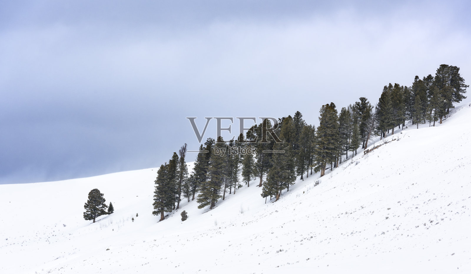 暴风雪期间，雪山上的松树群照片摄影图片