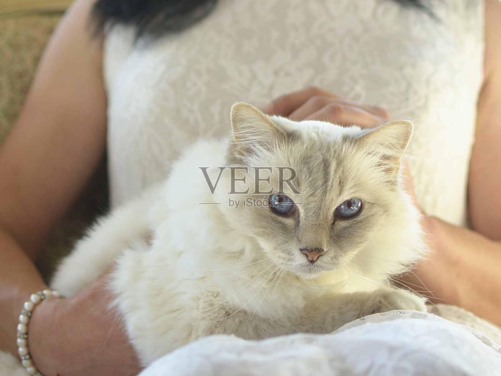 猫的脸和蓝眼睛布娃娃照片摄影图片