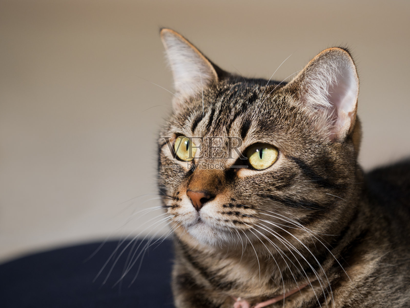 家猫照片摄影图片