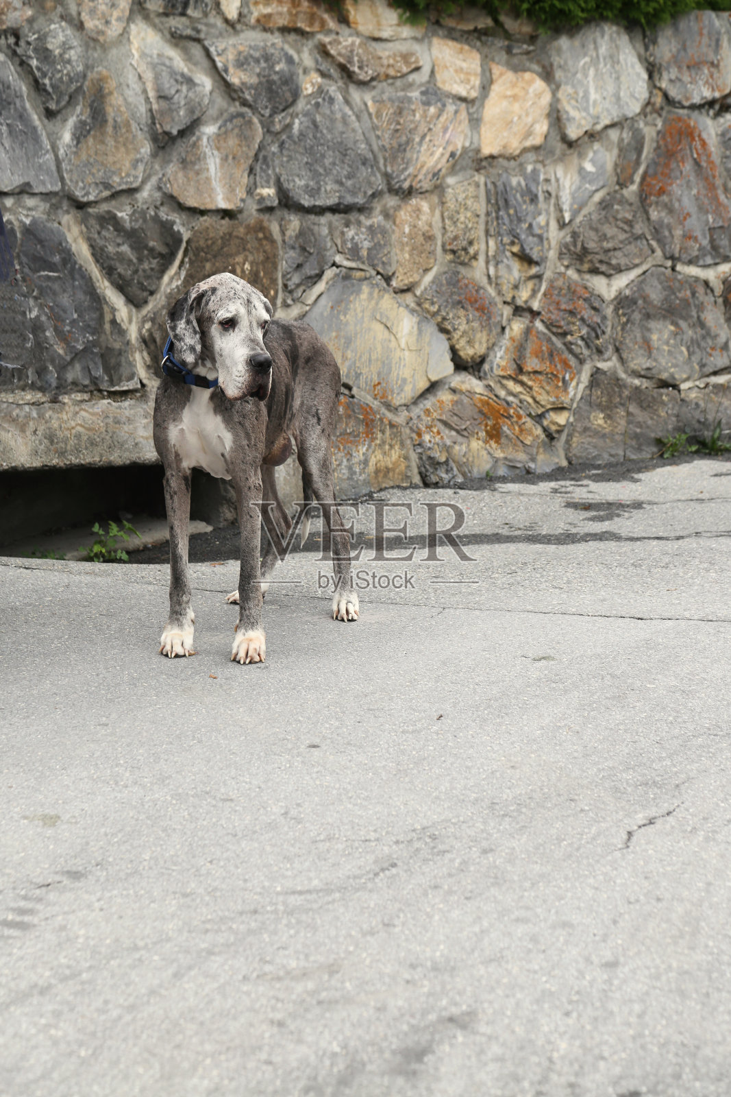 狗照片摄影图片