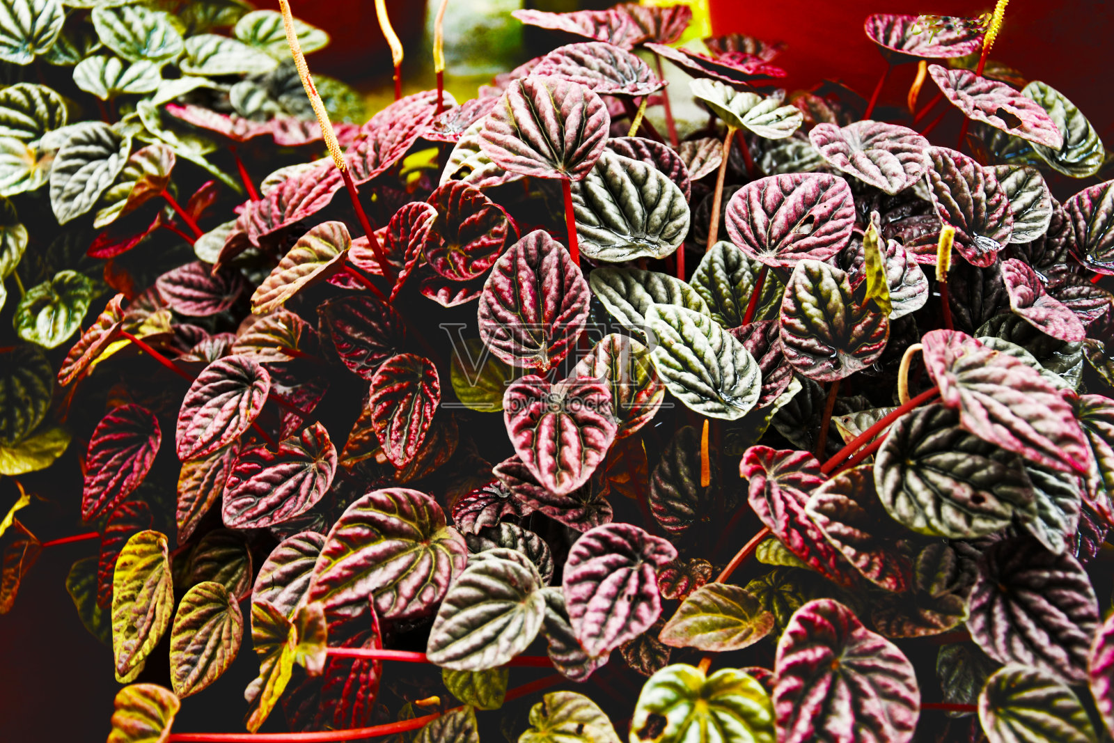 投资组合照片摄影图片