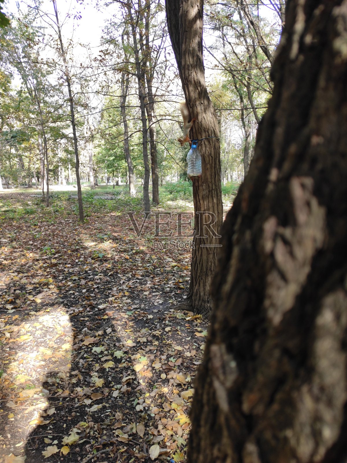 秋天是非常美丽的清晨，在公园里有一个模糊的背景在背景。照片摄影图片