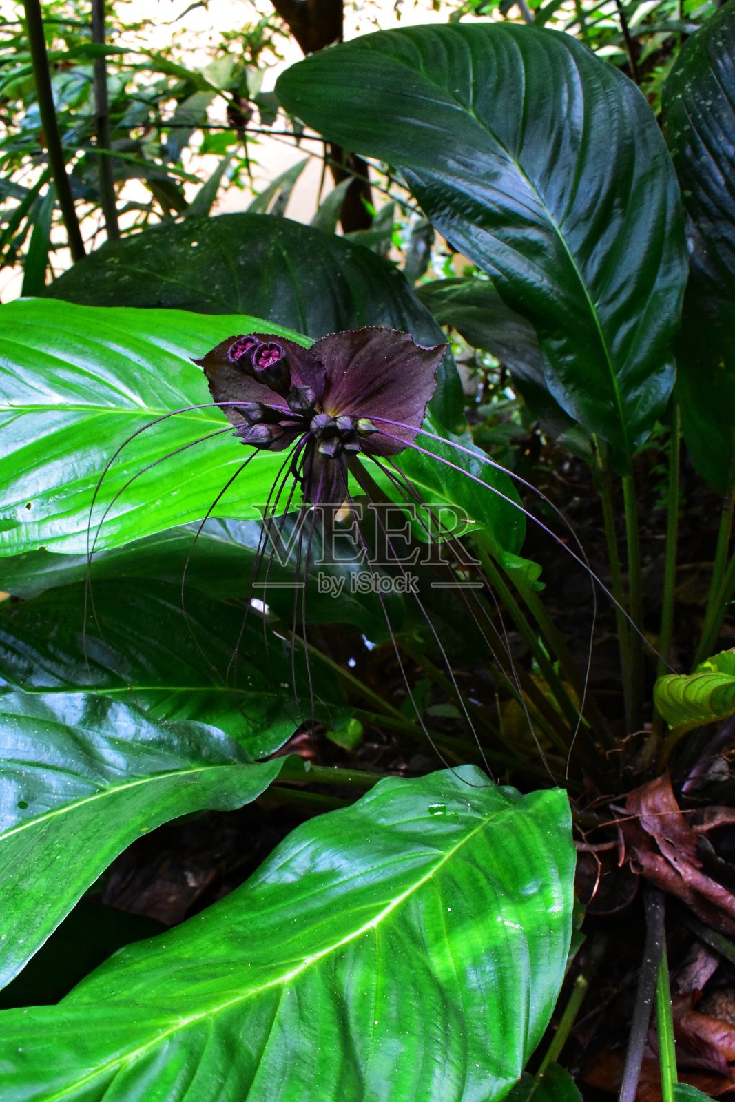 蝙蝠花丹博克霍拉尼国家公园照片摄影图片