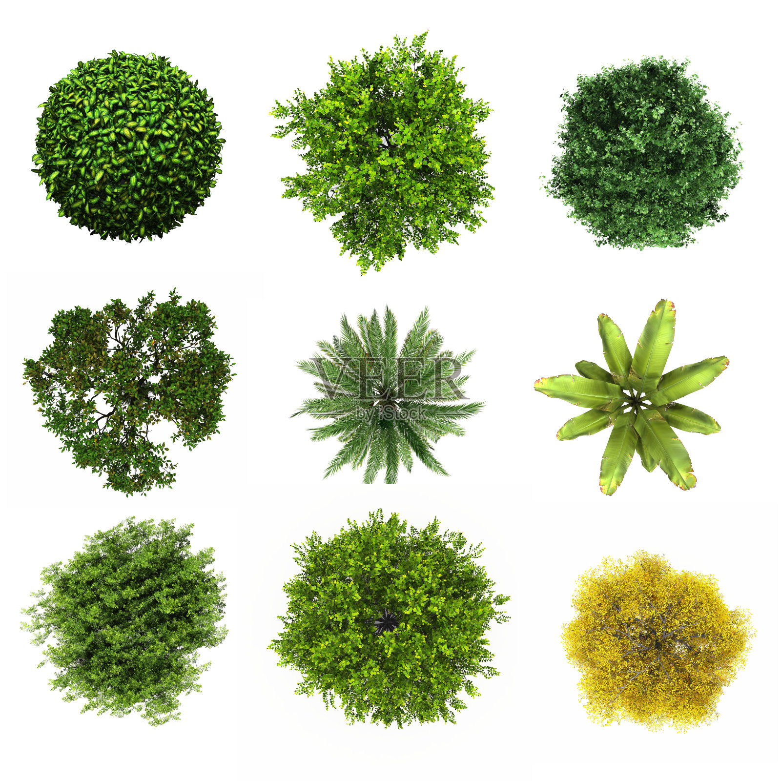 树孤立白色背景照片摄影图片