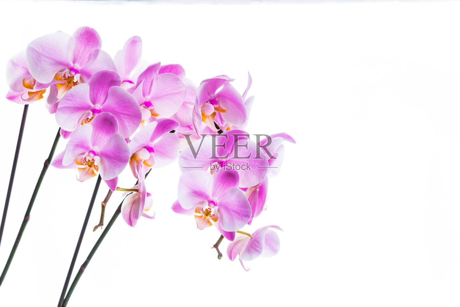 兰花的花照片摄影图片