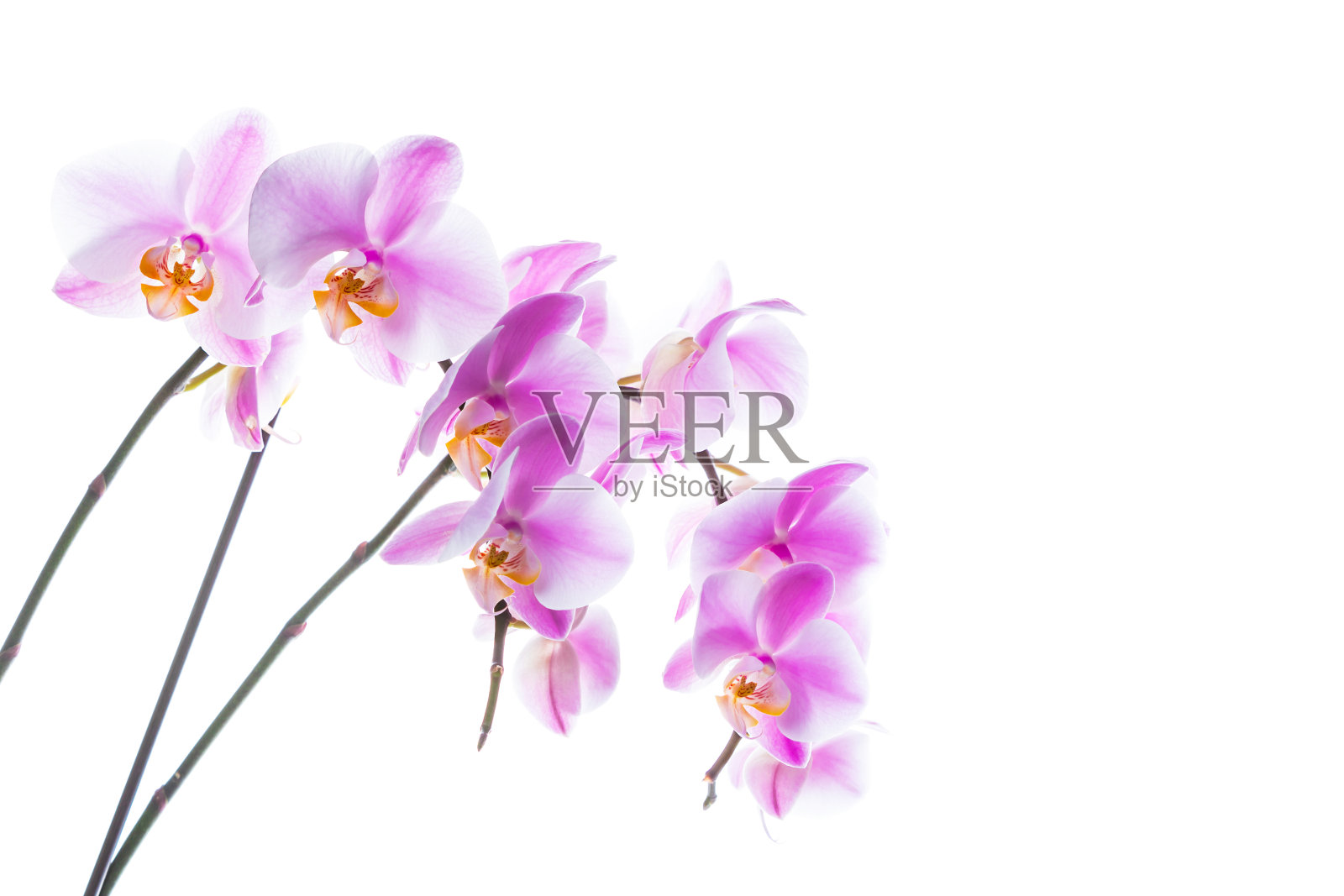 兰花的花照片摄影图片