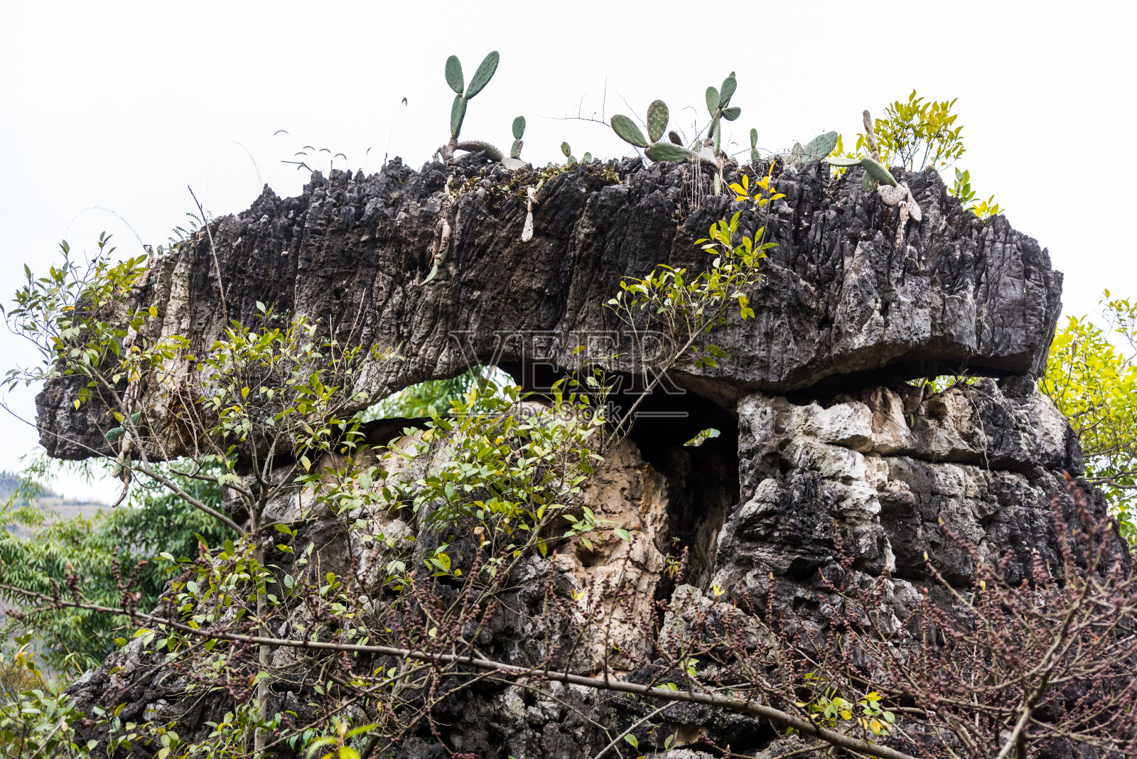 仙人掌生长在中国贵州省黄果树瀑布国家公园的岩石上，在冬季，世界上最大的瀑布群。总共有18个。照片摄影图片