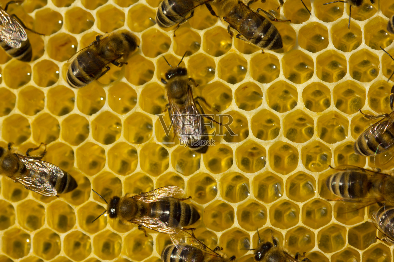 蜂房里年轻蜜蜂的工作照片摄影图片