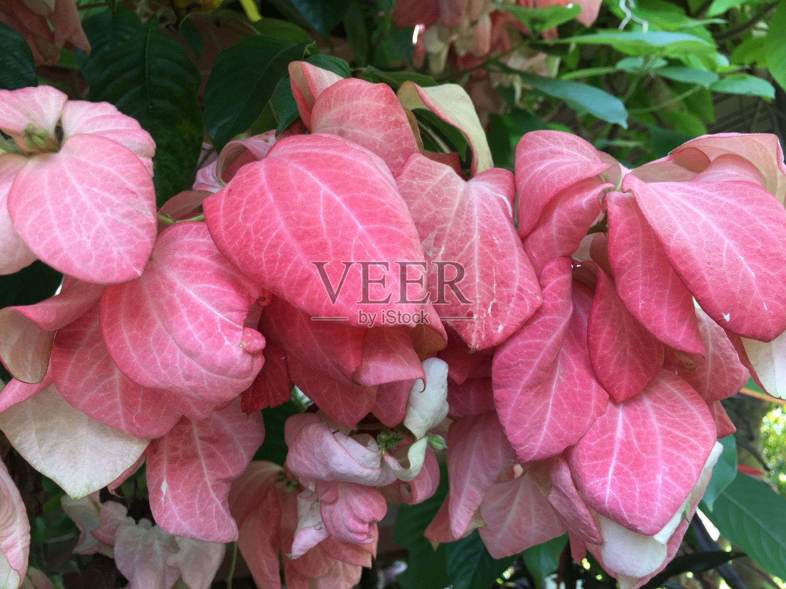 房子里的一棵漂亮的粉色多纳树照片摄影图片