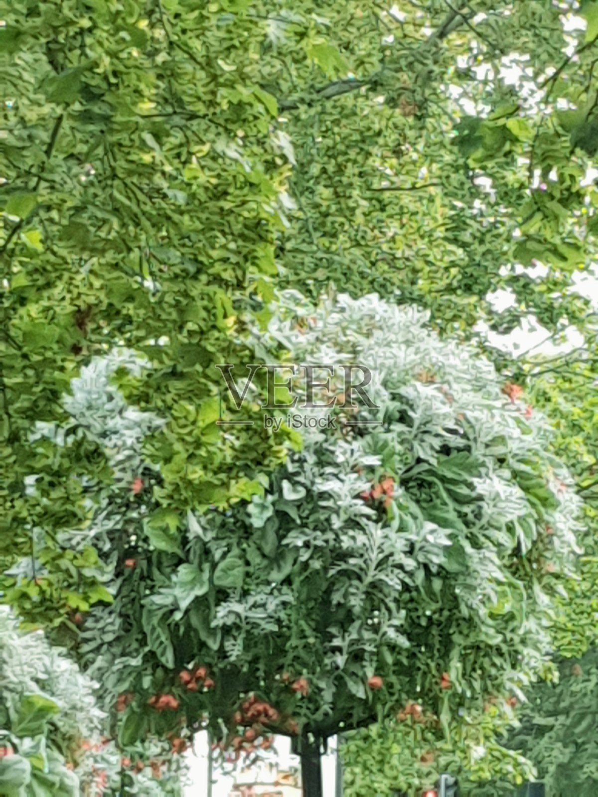 新鲜的花。照片摄影图片