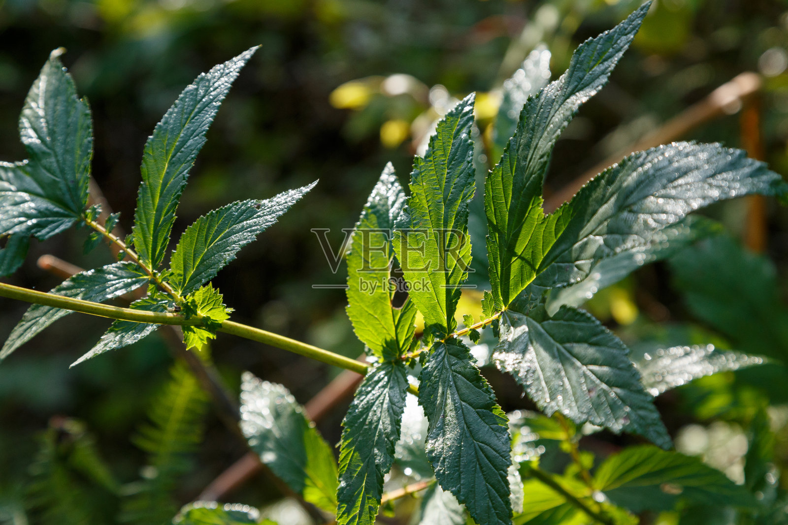 一种植物的绿叶有很深的阴影照片摄影图片