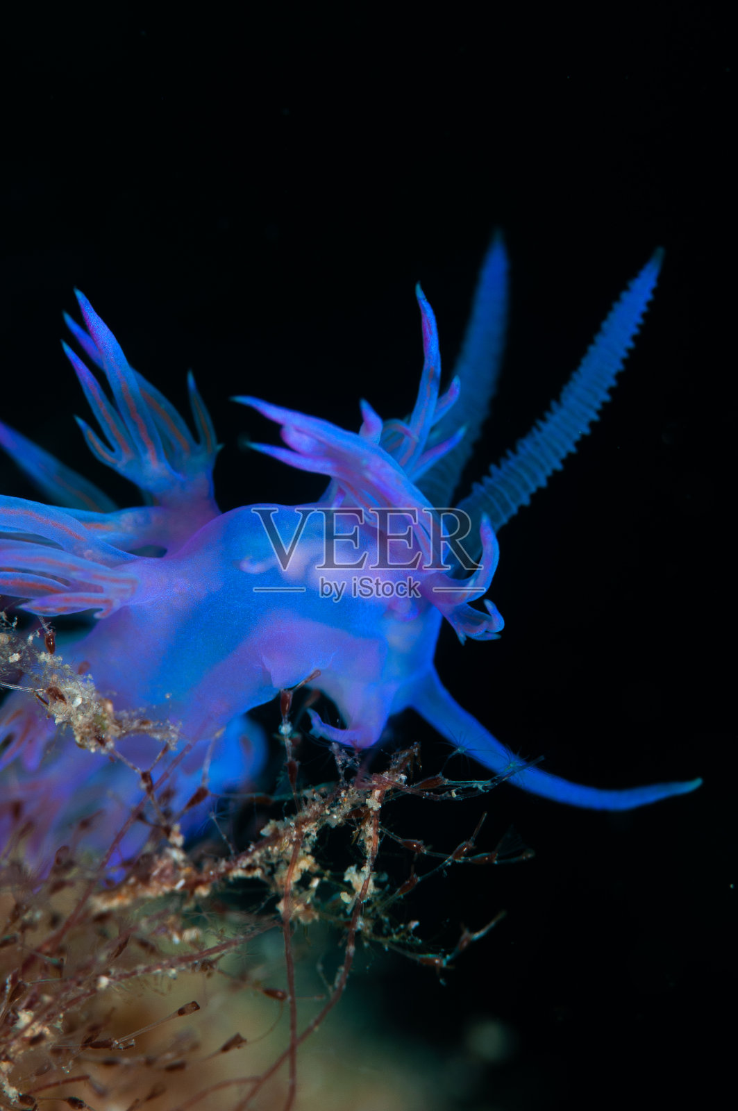 一只小蜗牛正在找食物照片摄影图片