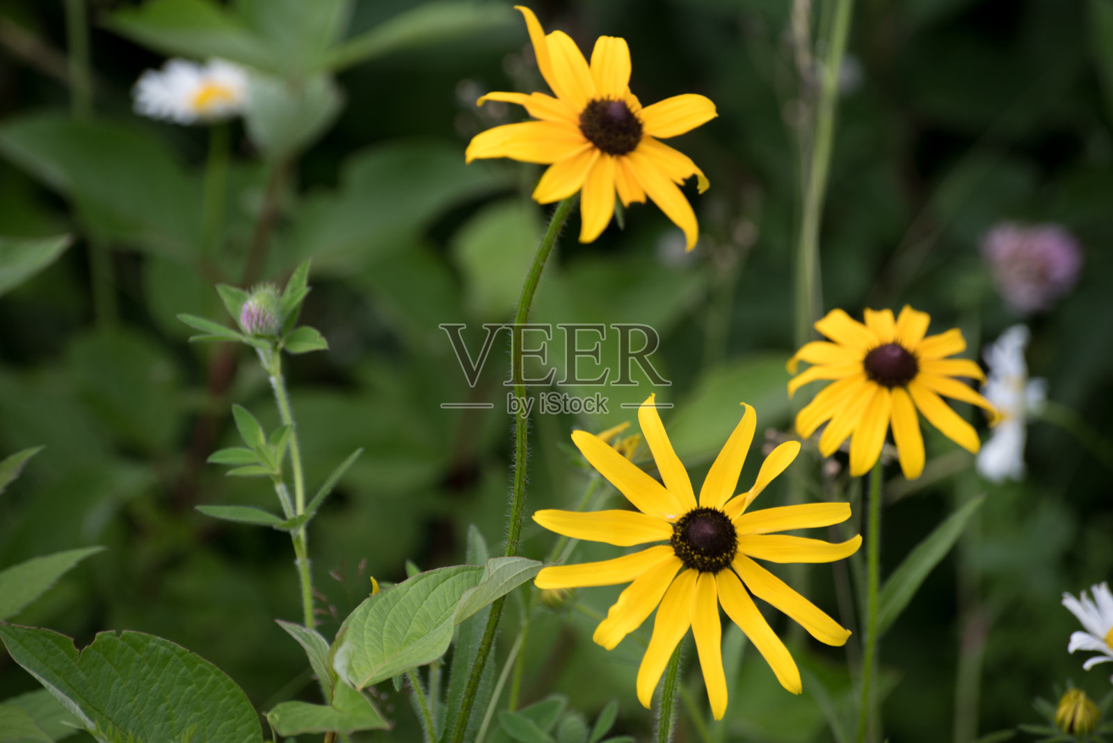 棕色的眼苏珊照片摄影图片