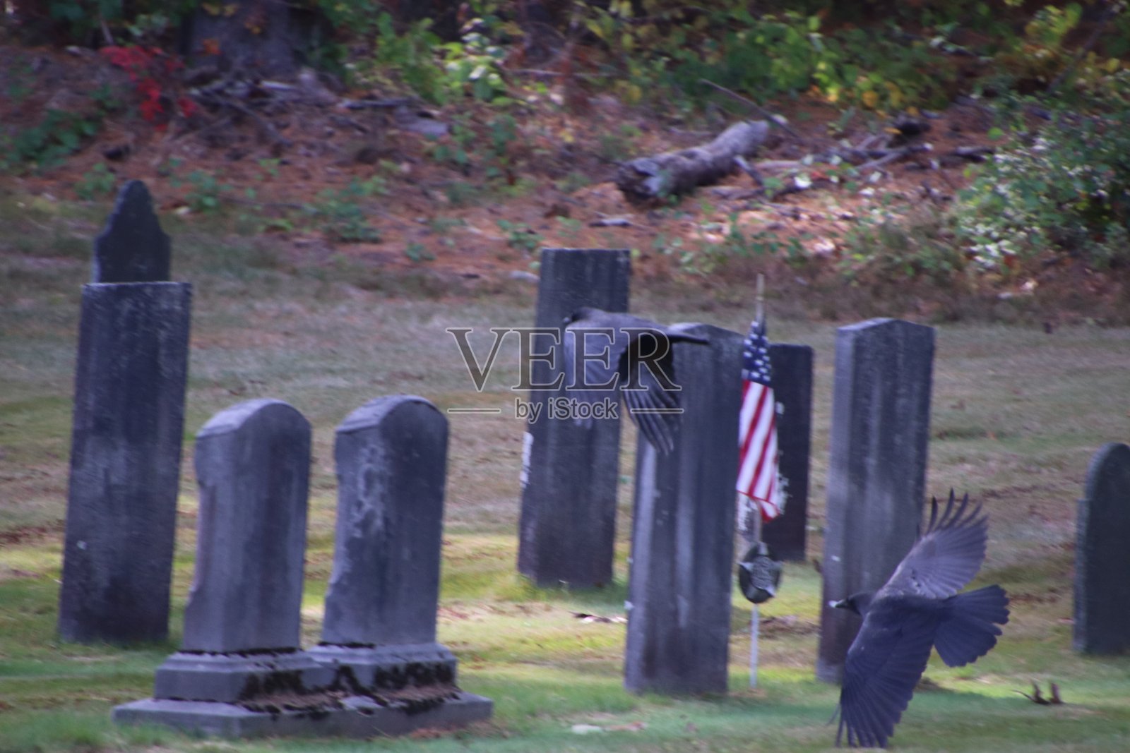乌鸦在公墓照片摄影图片