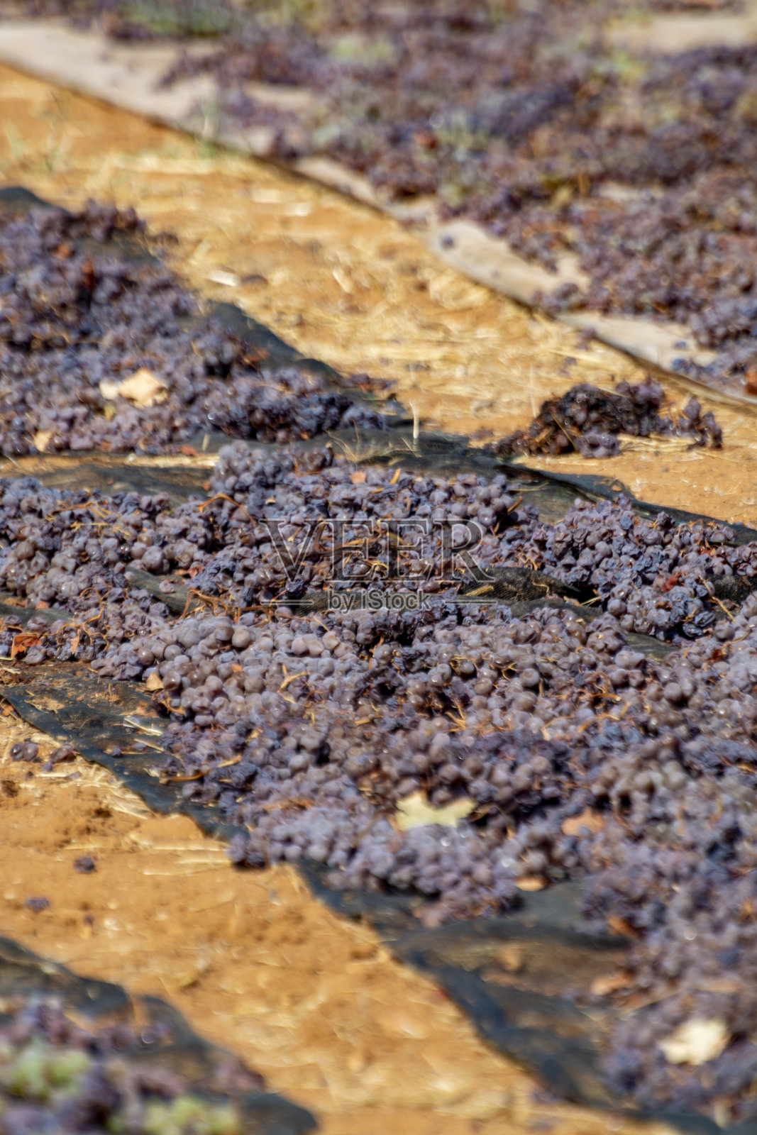 在西班牙安达卢西亚蒙提亚-莫里莱斯葡萄酒区，佩德罗·希门内斯甜葡萄酒在烈日下干燥照片摄影图片