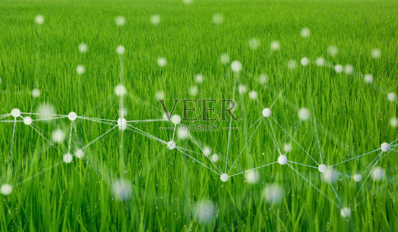 智能农业概念采用机器、深度学习、神经网络等技术，将人工智能网络在智能农场中打乱照片摄影图片