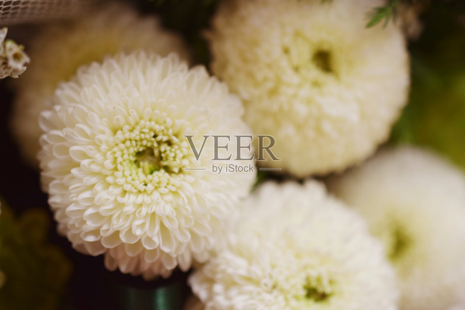 白色菊花近了照片摄影图片