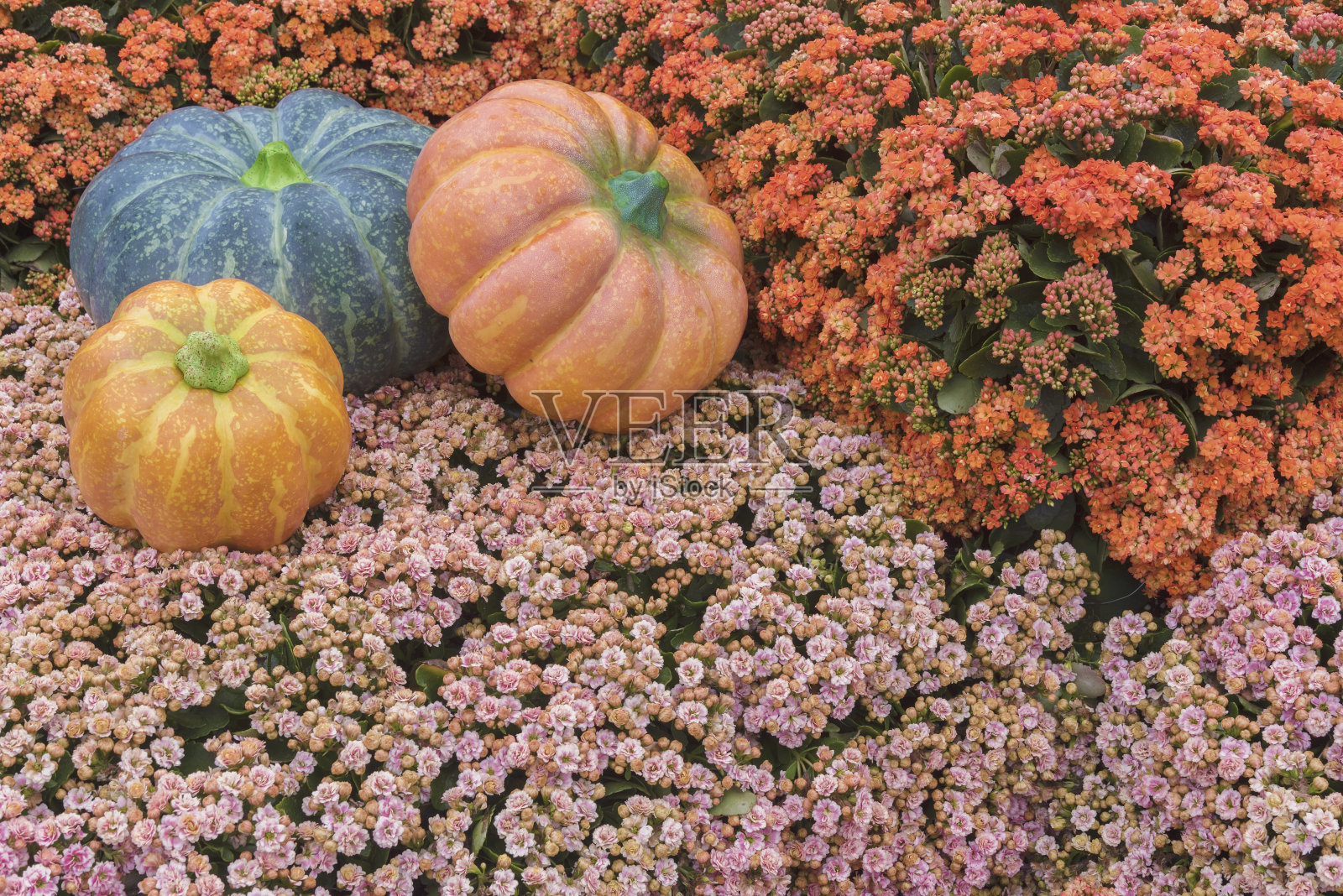 南瓜照片摄影图片