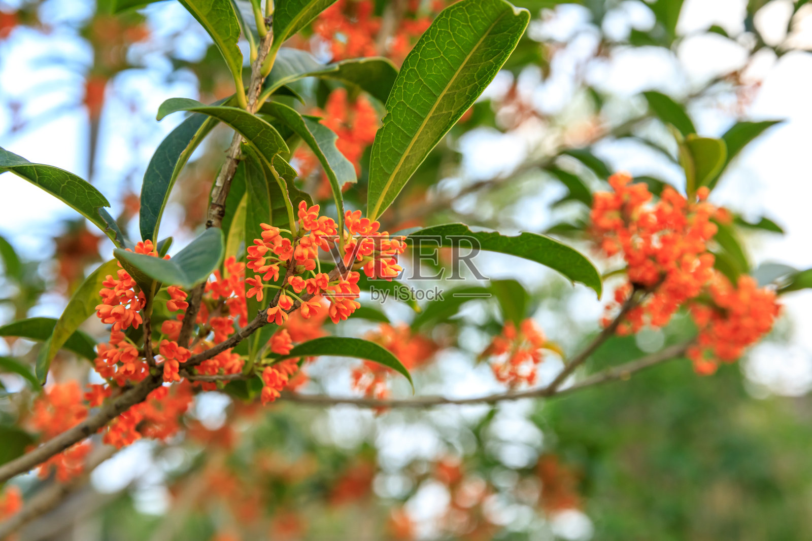 秋天的桂花树上开满了红花照片摄影图片