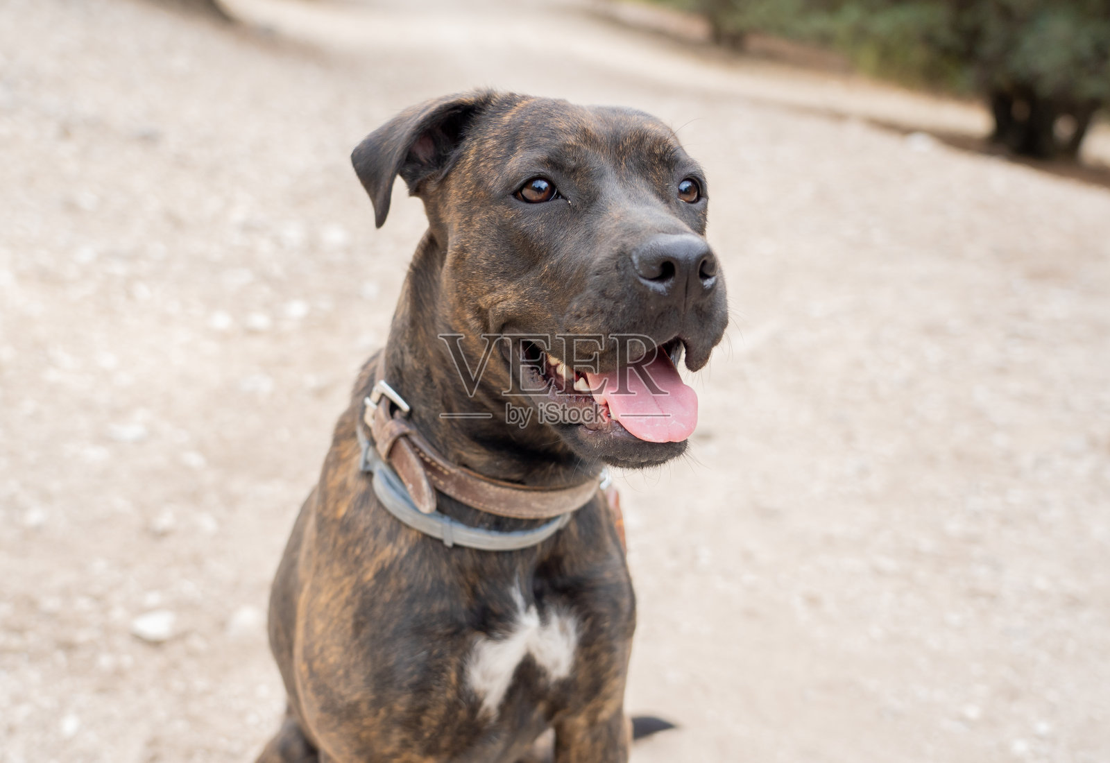 可爱甜美的大斯塔福德郡斗牛梗狗坐在公园等待他的主人的肖像。在狗的训练，动物爱好者，陪伴和狗的收养。照片摄影图片