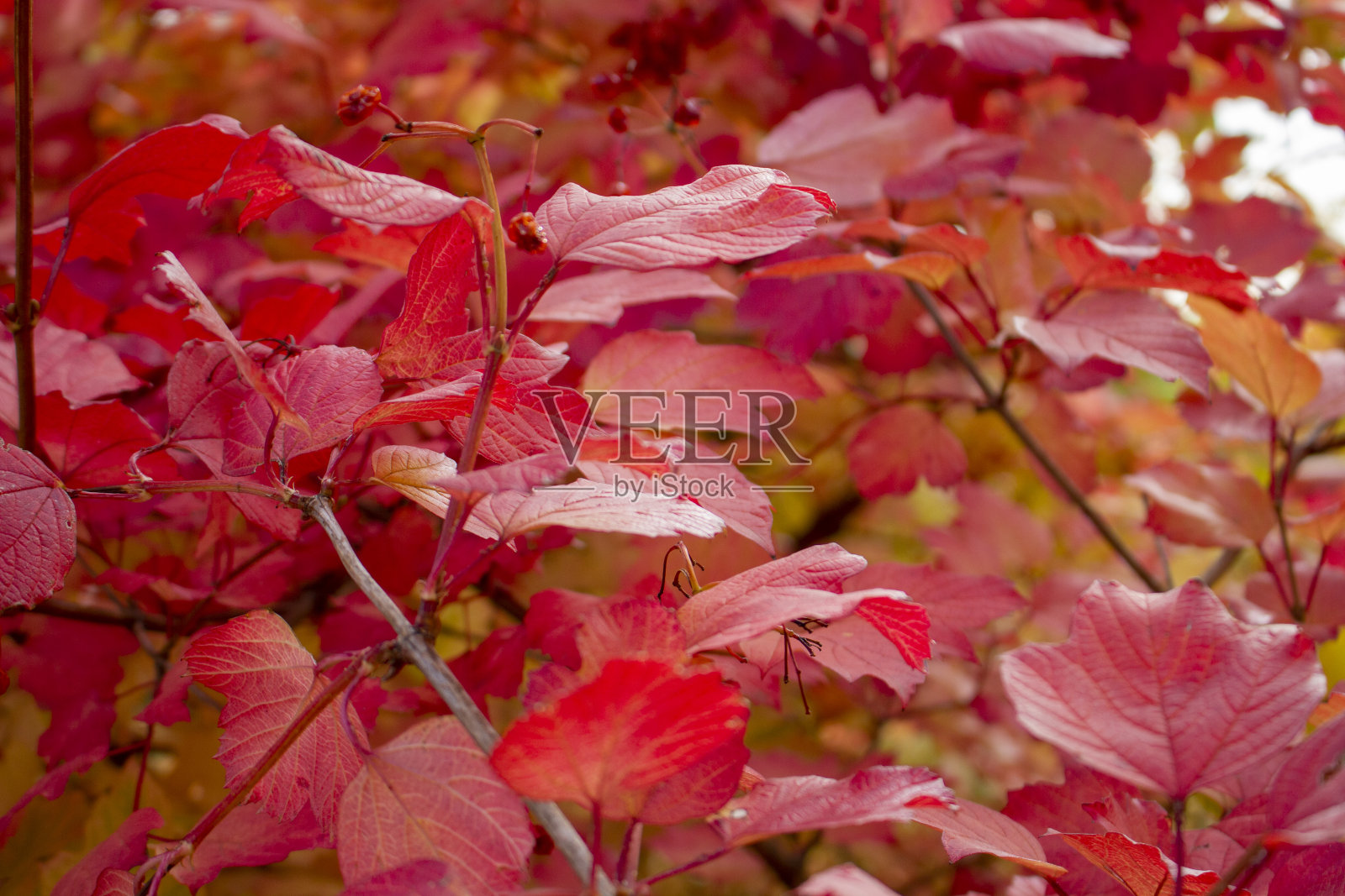 红色荚莲属的植物叶子。秋天的阳光灿烂的日子。十月。背景。照片摄影图片