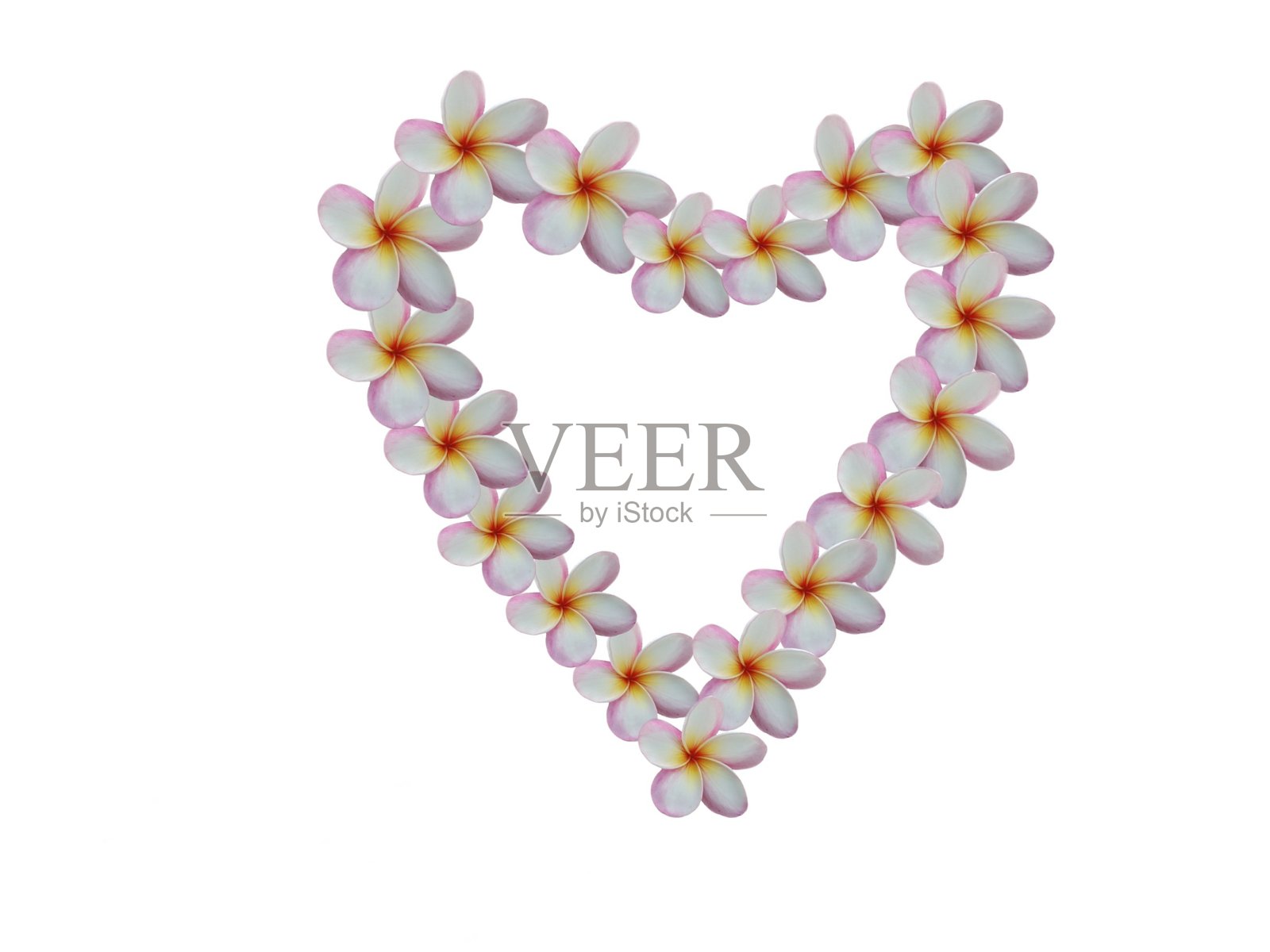 美丽的心形鸡蛋花在白色的背景上照片摄影图片