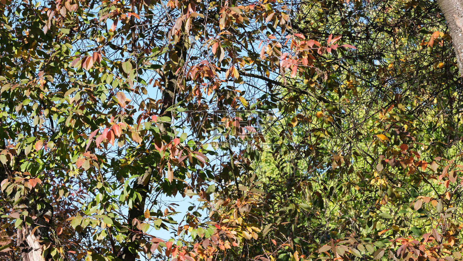秋天五彩缤纷的素描背景照片摄影图片