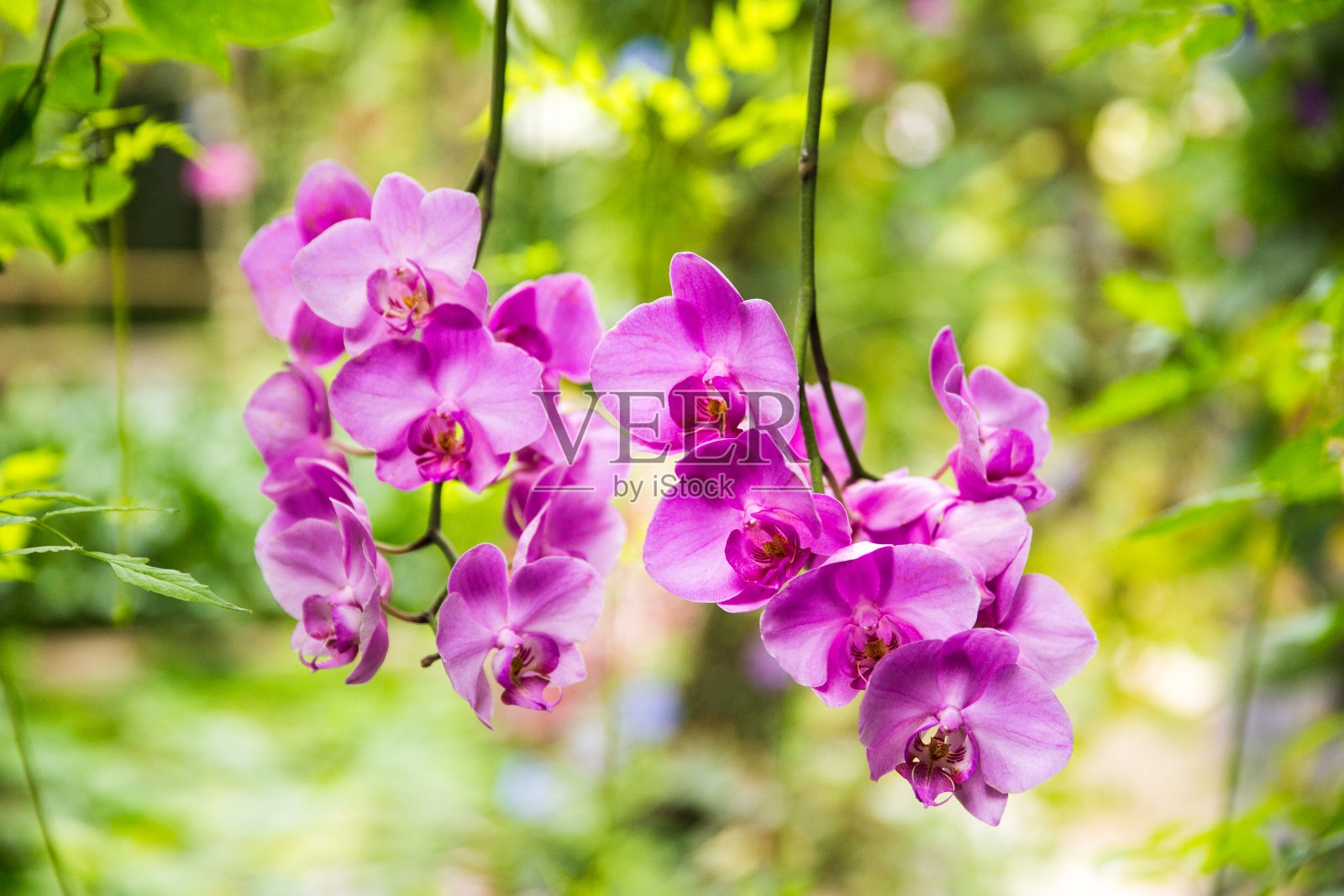 绿色花园中，紫红色兰花倒挂照片摄影图片