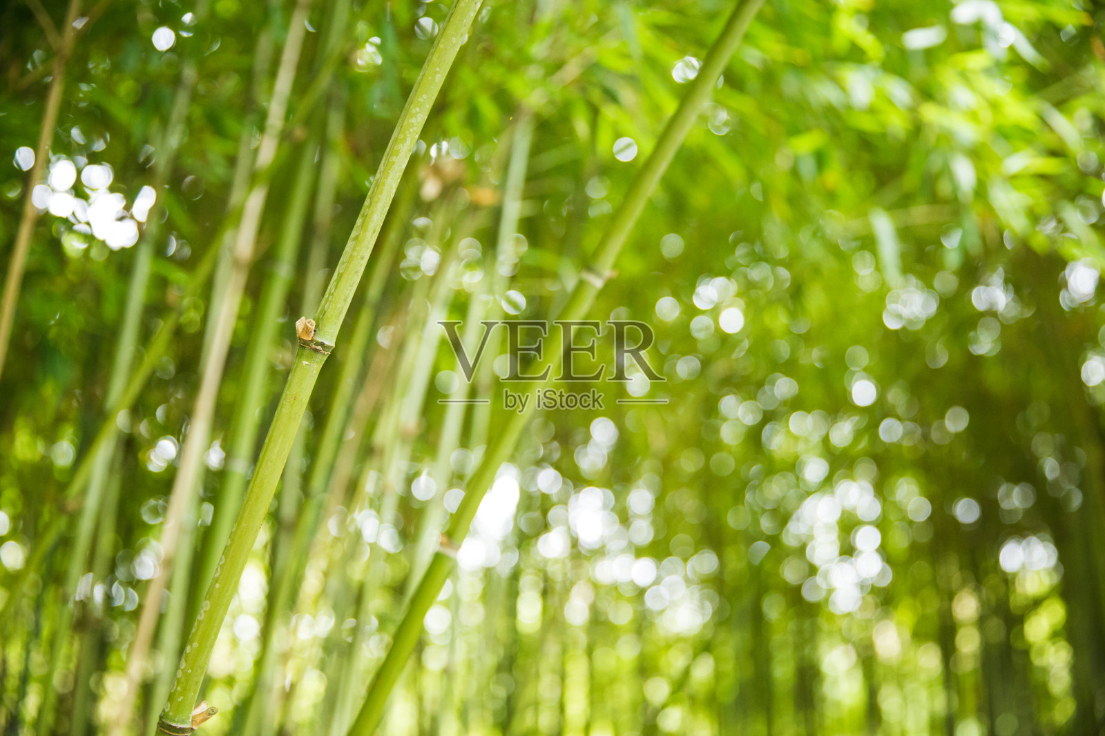 绿色竹枝植物在自然园林照片摄影图片