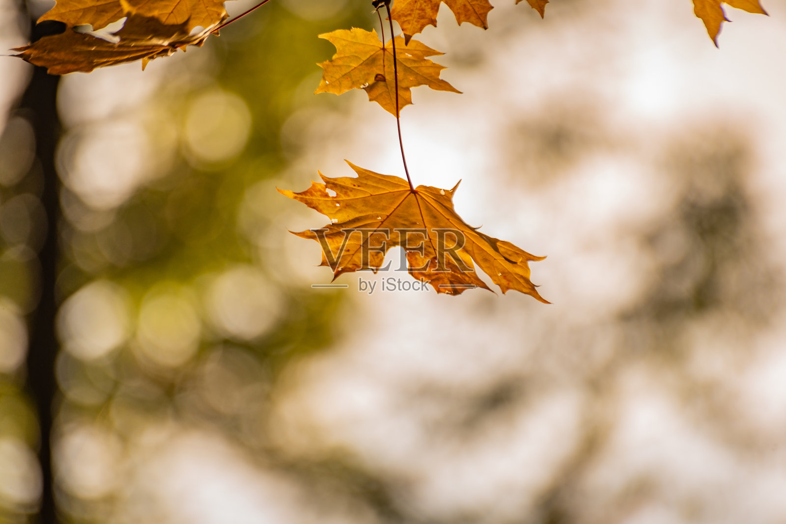 秋天明亮的枫叶照片摄影图片