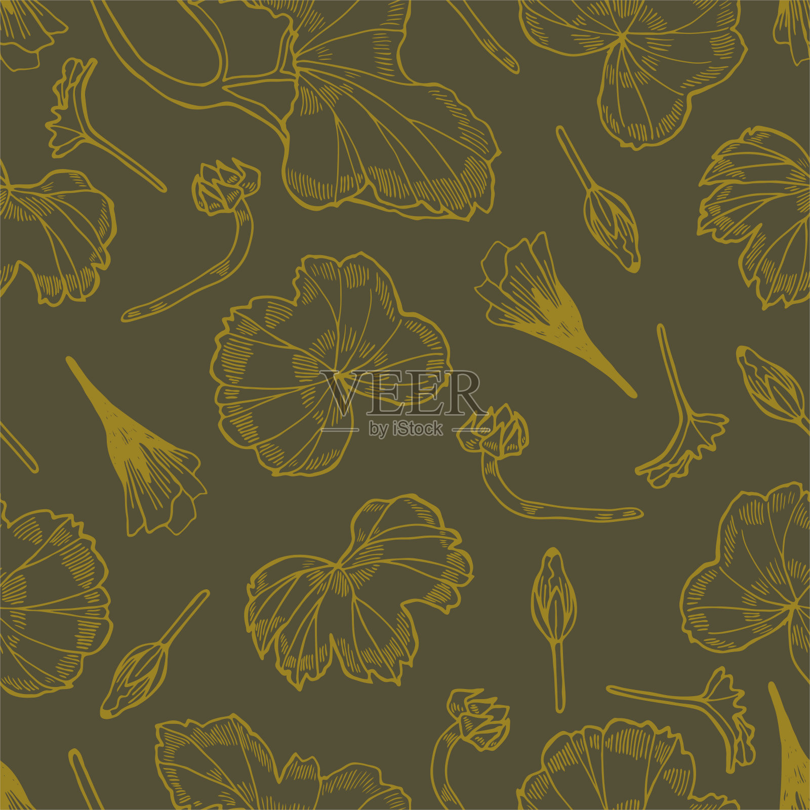 天竺葵花组插画图片素材