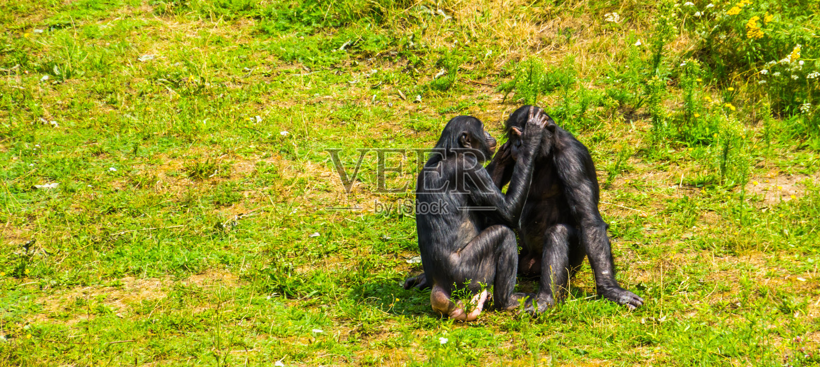 倭黑猩猩，人猿，侏儒黑猩猩，社会灵长类动物行为，来自非洲的濒危动物物种照片摄影图片