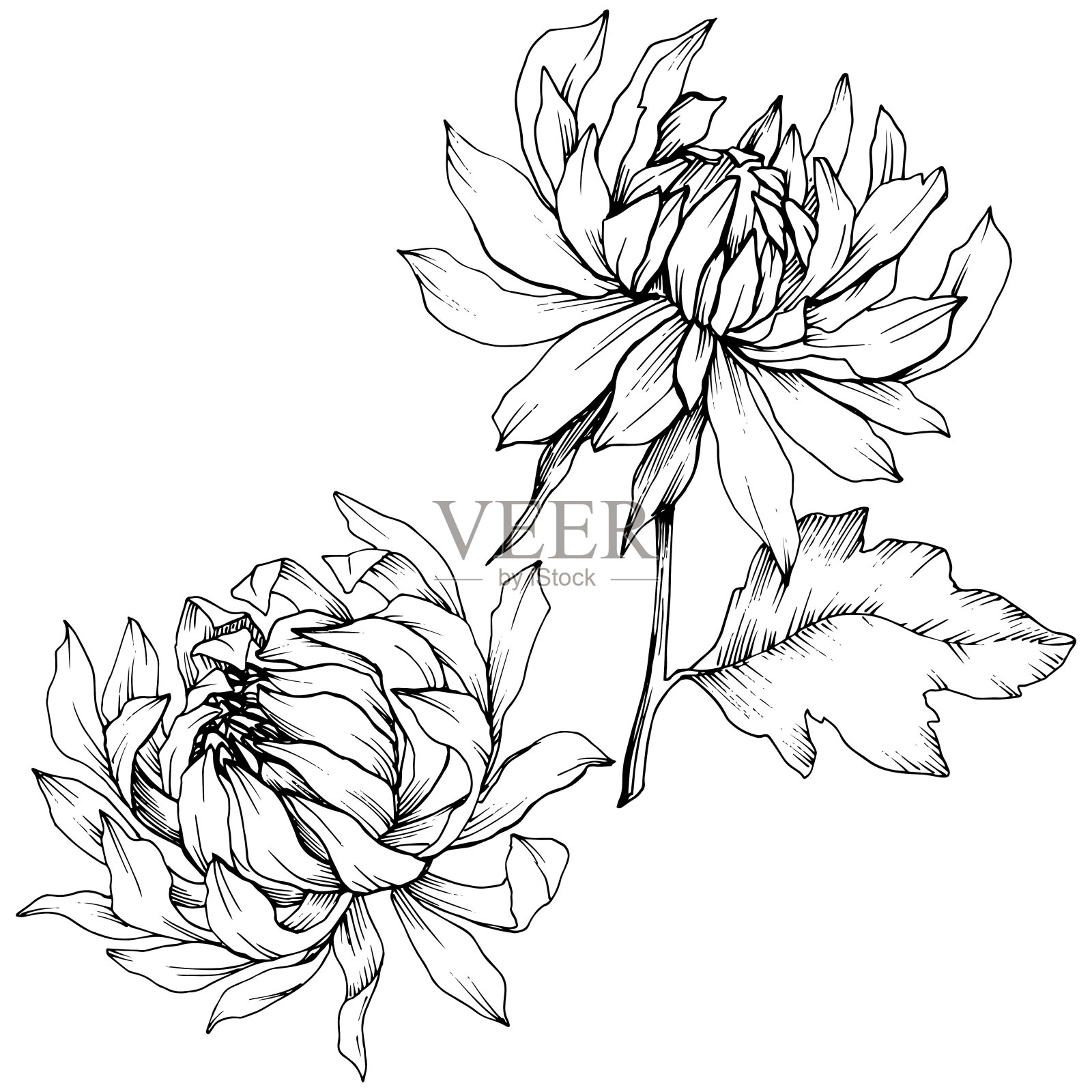 矢车菊，花卉植物花。黑白篆刻水墨艺术。孤立花插图元素。插画图片素材