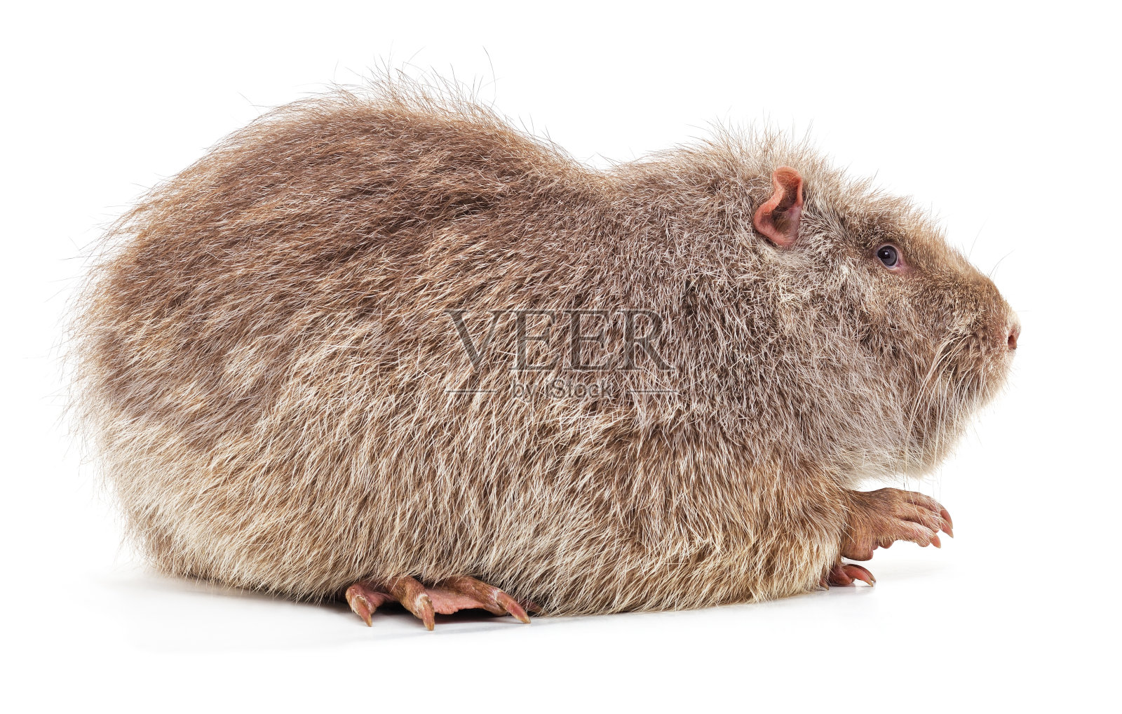 一个大的海狸鼠。照片摄影图片