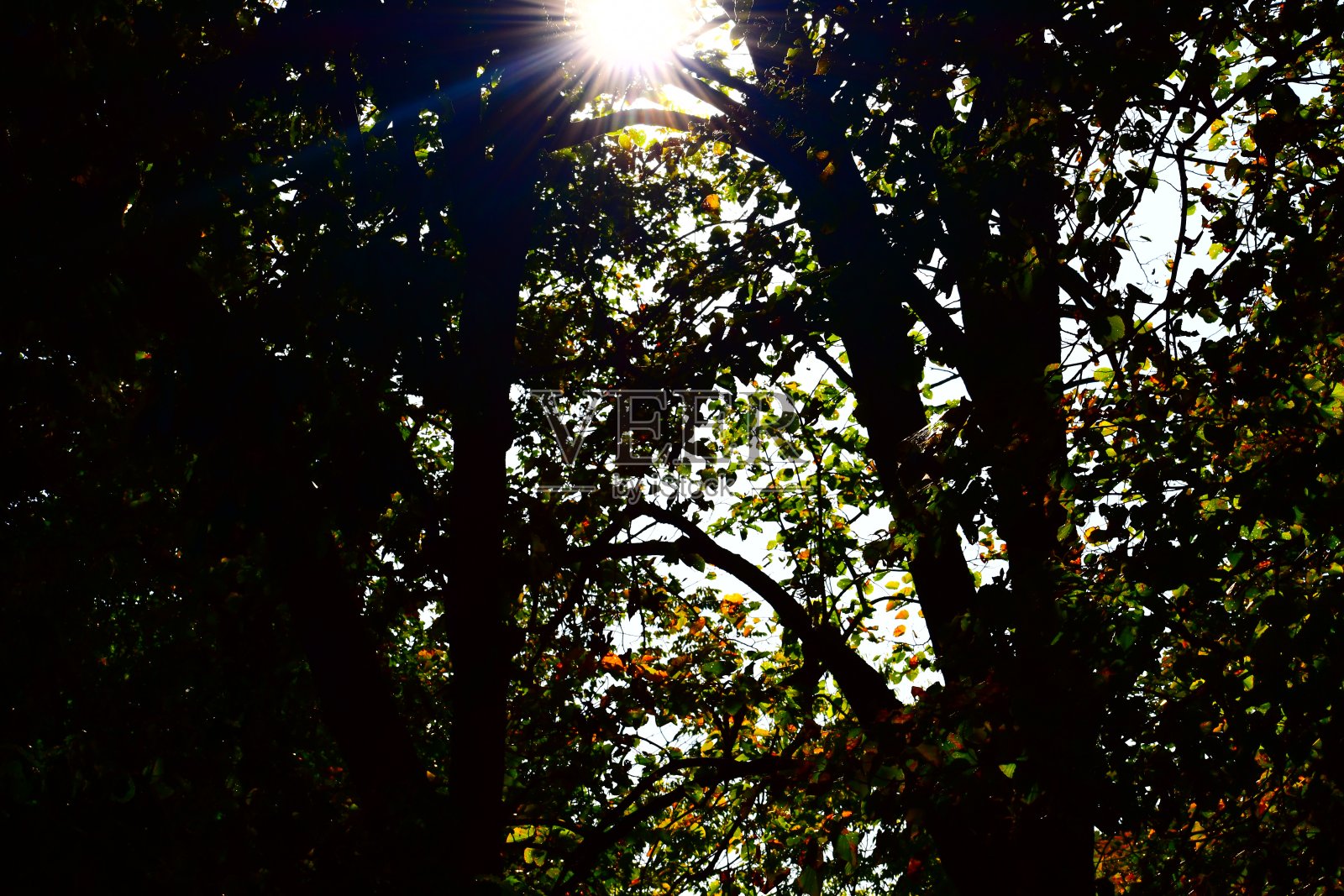 森林中树木的低角度视图照片摄影图片