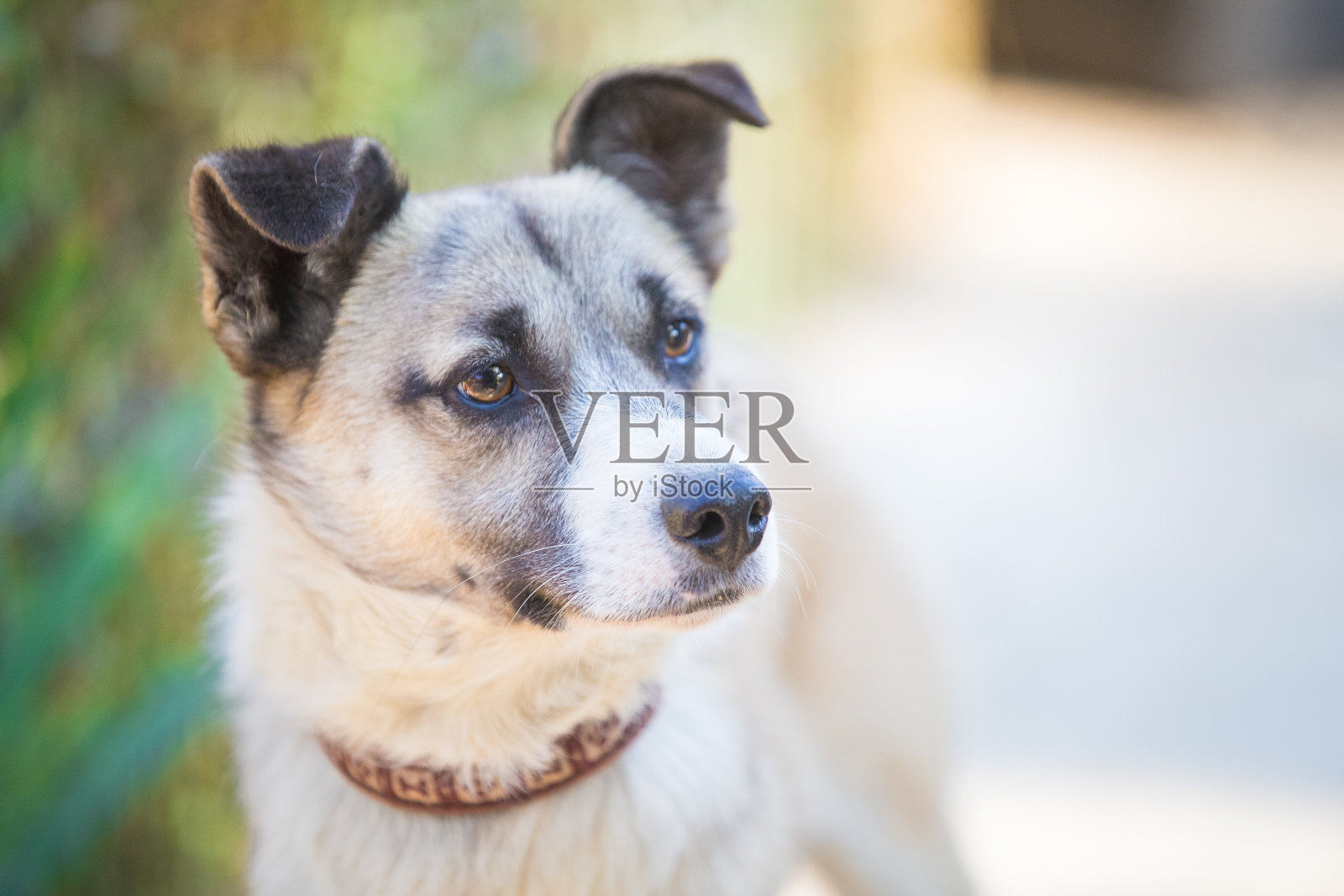 好奇的混血儿快乐的被收养的狗照片摄影图片