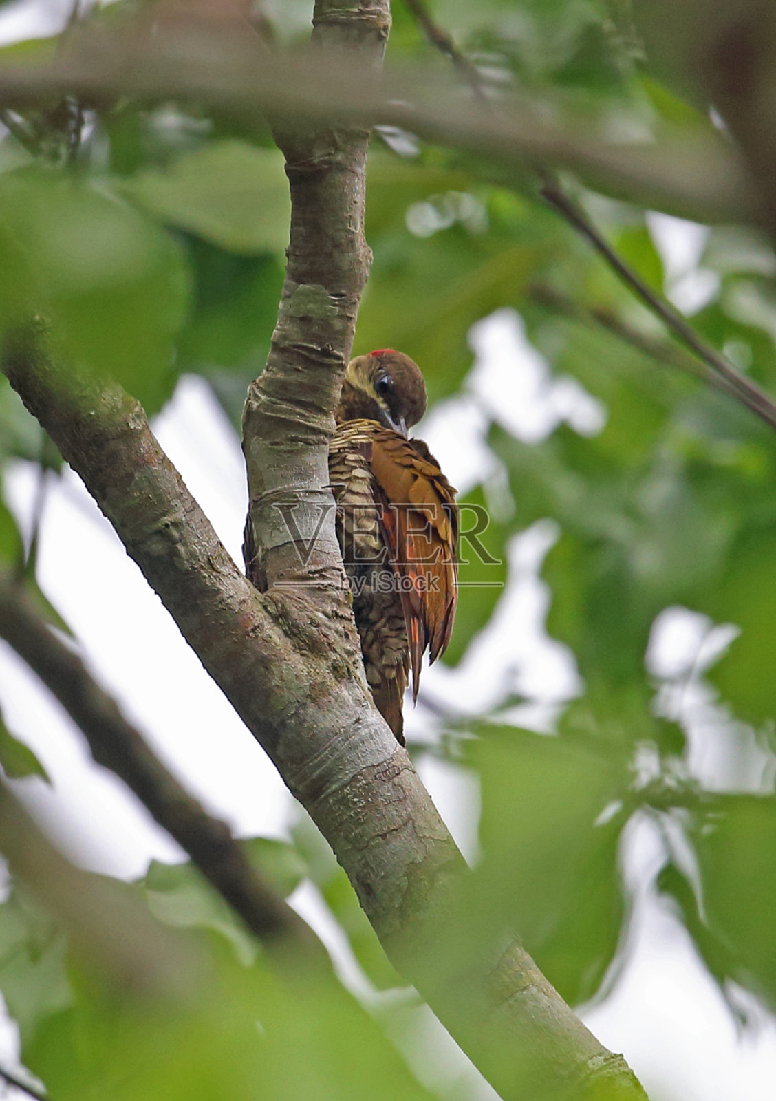 Stripe-cheeked啄木鸟照片摄影图片