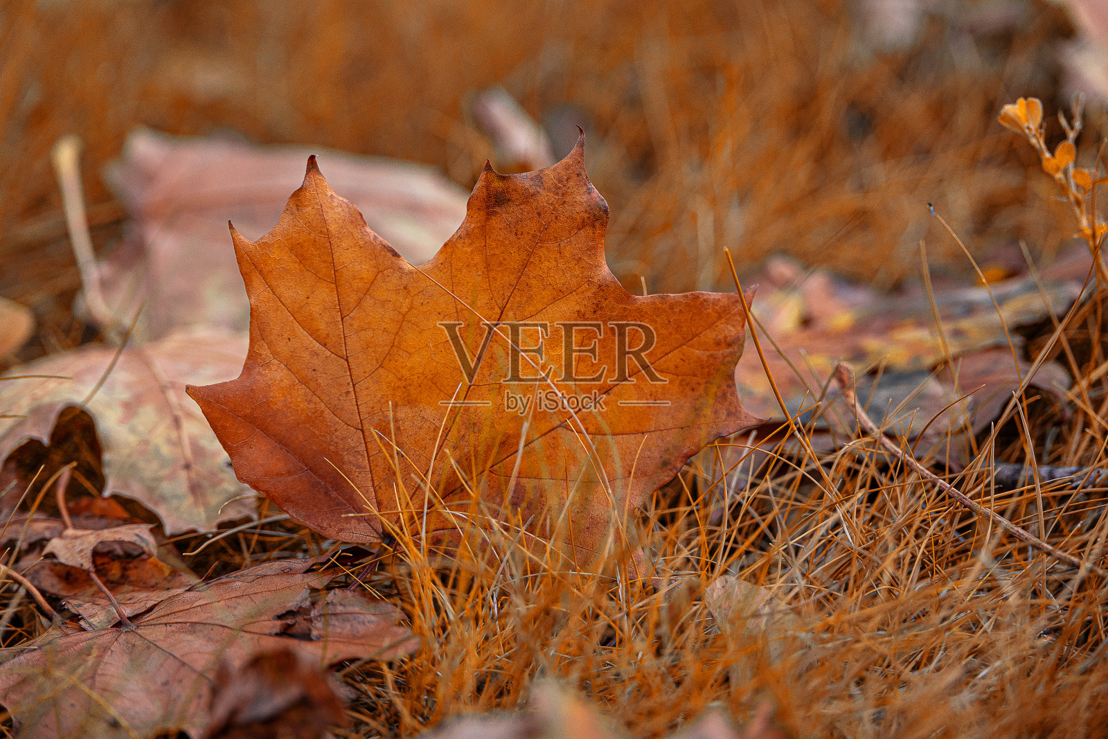 枫叶照片摄影图片