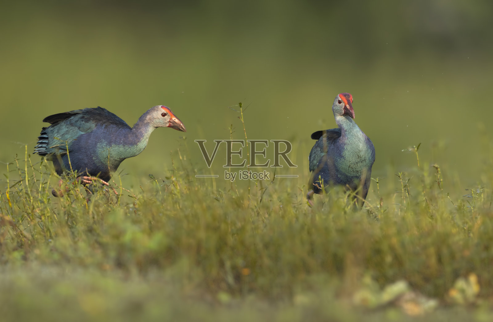 灰色头发swamphen照片摄影图片