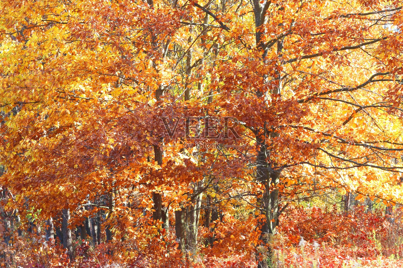 美丽的白桦林与黄秋白桦林照片摄影图片